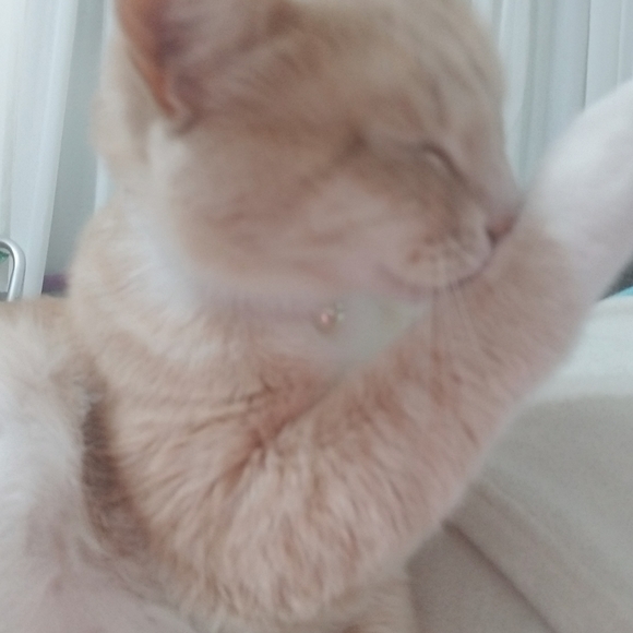 Meet your Posher, Angela - Picture 3 of 3